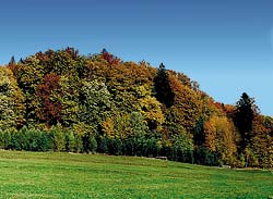 Der Herbst im Bayerwald - Ferienhaus Dankesreiter